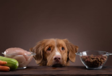 how to induce vomiting in dogs