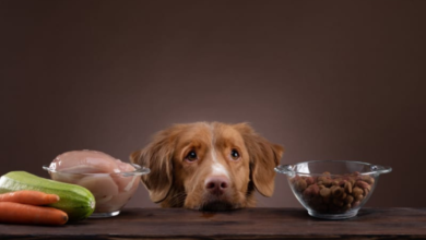 how to induce vomiting in dogs