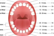 when do kids start losing teeth