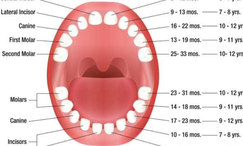 when do kids start losing teeth